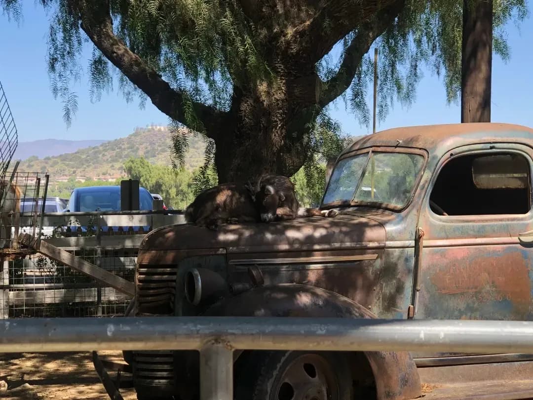 Two goats rest on the rusty hood of an old truck under a large tree, with hills and other vehicles in the background on a sunny day.