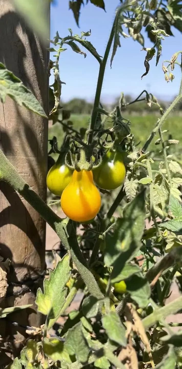 A close-up of a tomato plant with one ripe yellow pear-shaped tomato and two unripe green tomatoes, growing next to a wooden post.