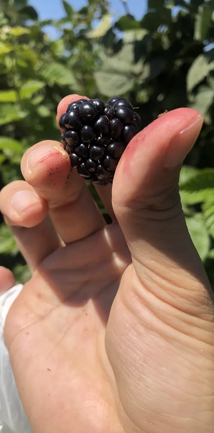 A hand holds a large, dark, ripe blackberry against a blurred background of green leaves and blue sky.