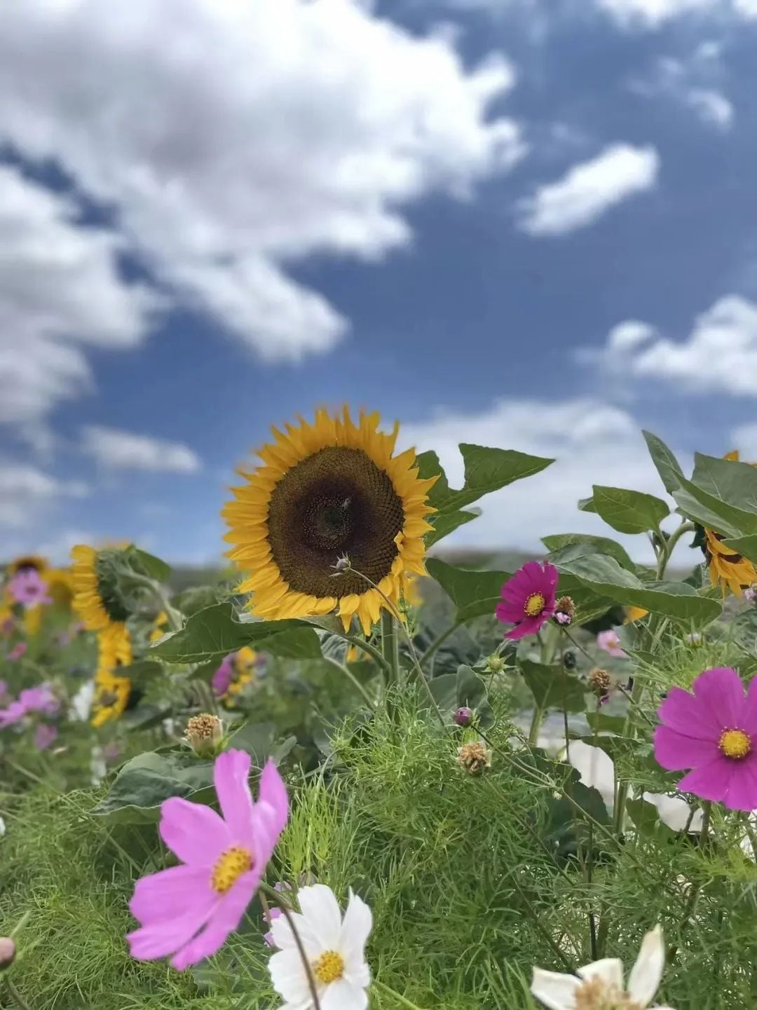 向日葵和波斯菊在蓝天白云下的花田